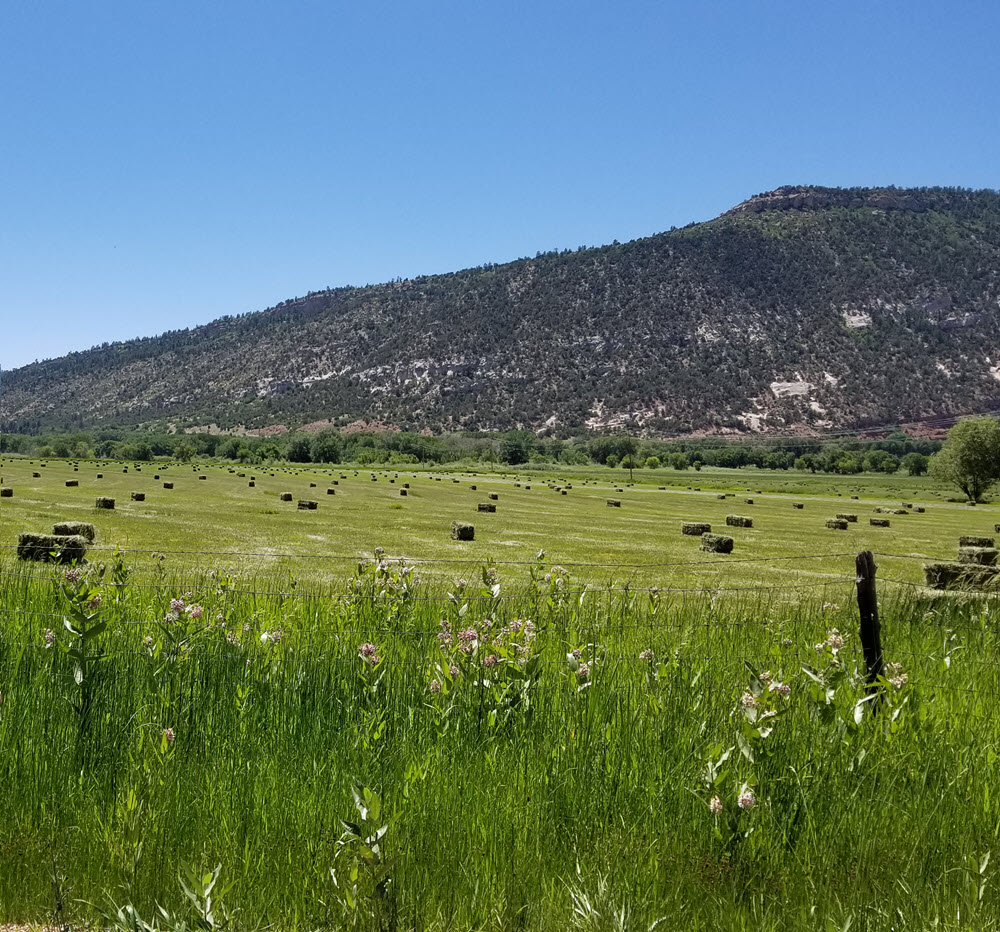 hay field 